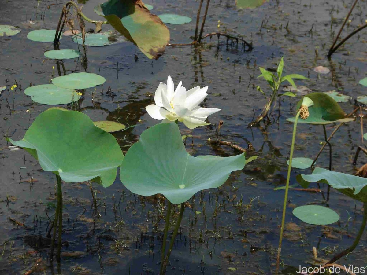 Nelumbo nucifera Gaertn.